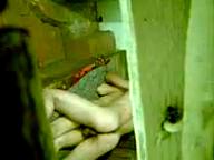 Скрытая камера съёмка порно, Заснял, через, шель, в двери, как узбек, в бане ебет, шлюху в жопу, uzbum.su