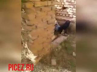 УЗБЕК ЛИЗАЛ ПИЗДУ НО ЭТО УВИДЕЛИ НОРМАЛЬНЫЕ ПАЦАНЫ, Узбек, кайфовал, когда, лизал, пизду, зрелой, даме, но это ЗАПАЛИЛИ, пацаны, с махалли, и отпиздили, этого, пиздолиза, uzbum.su